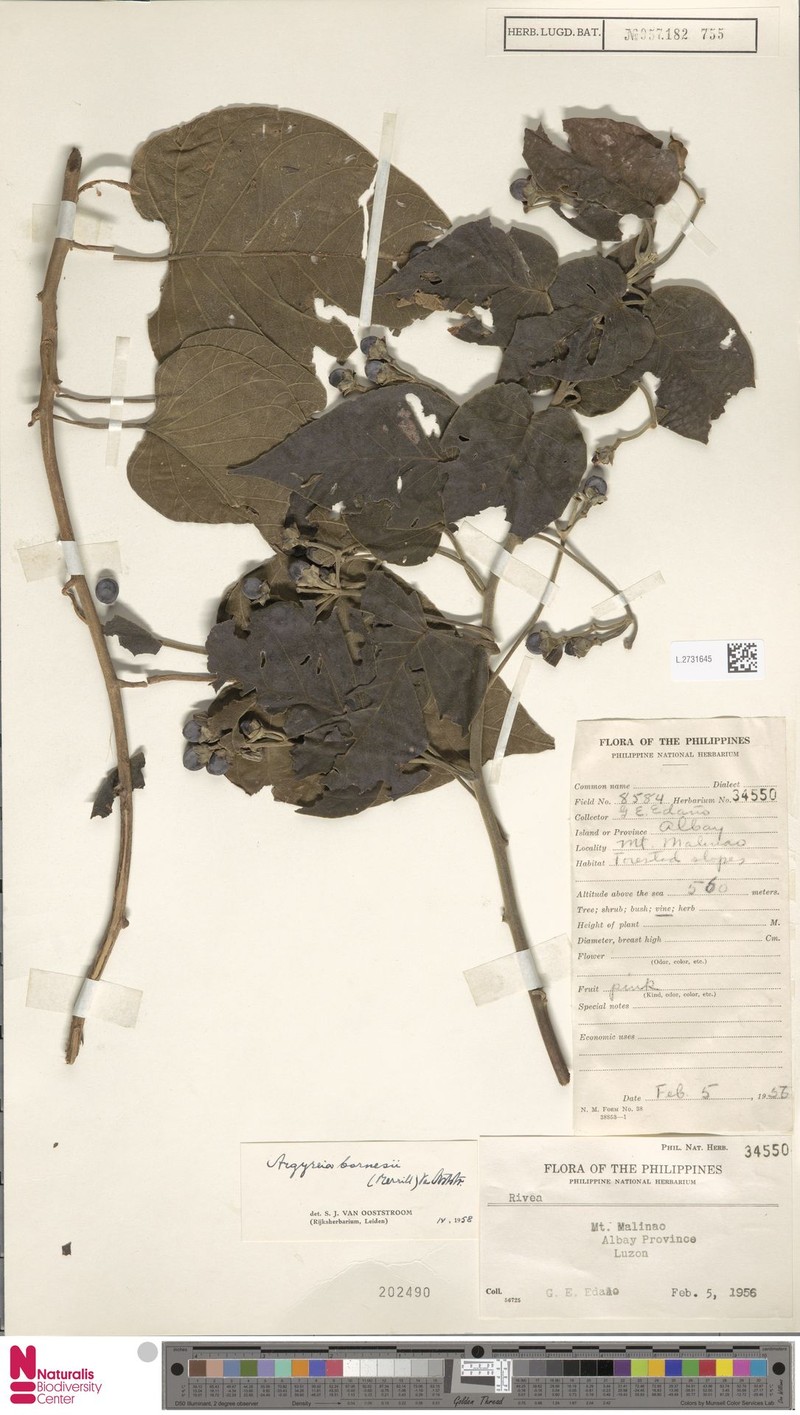 Argyreia barnesii photo 2