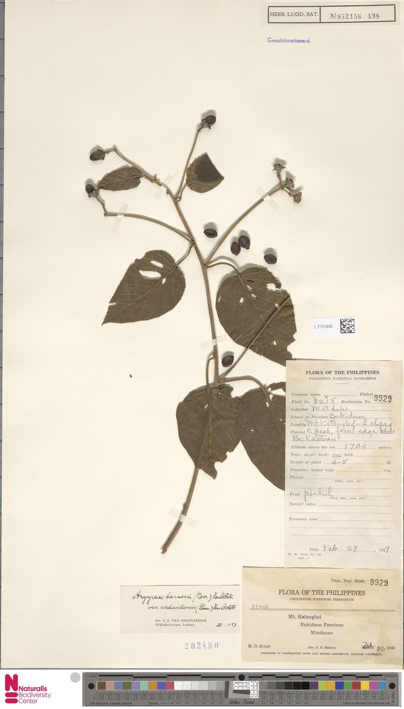 Argyreia barnesii photo 3