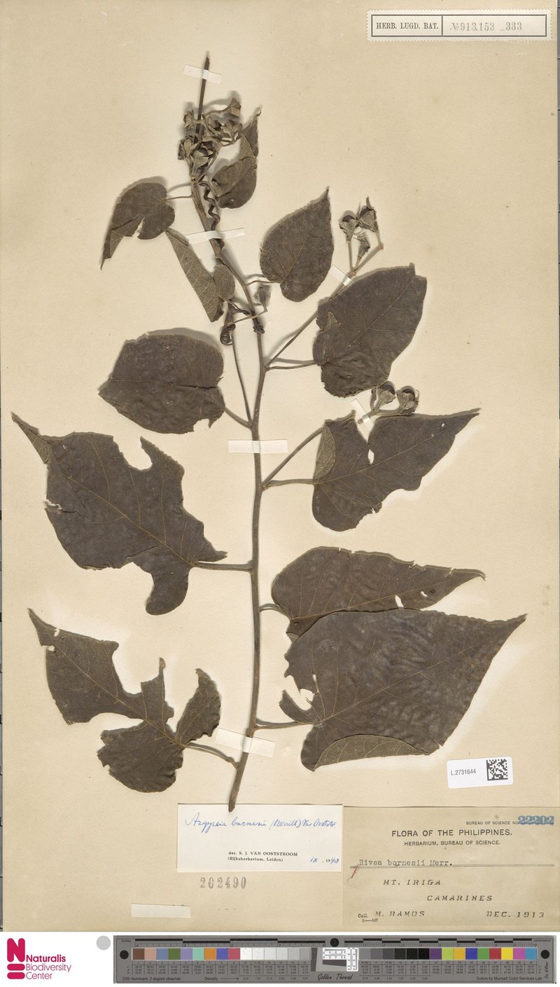 Argyreia barnesii photo 4