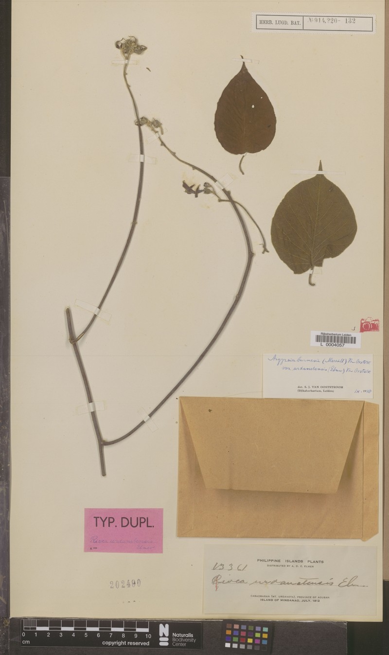 Argyreia barnesii photo 5