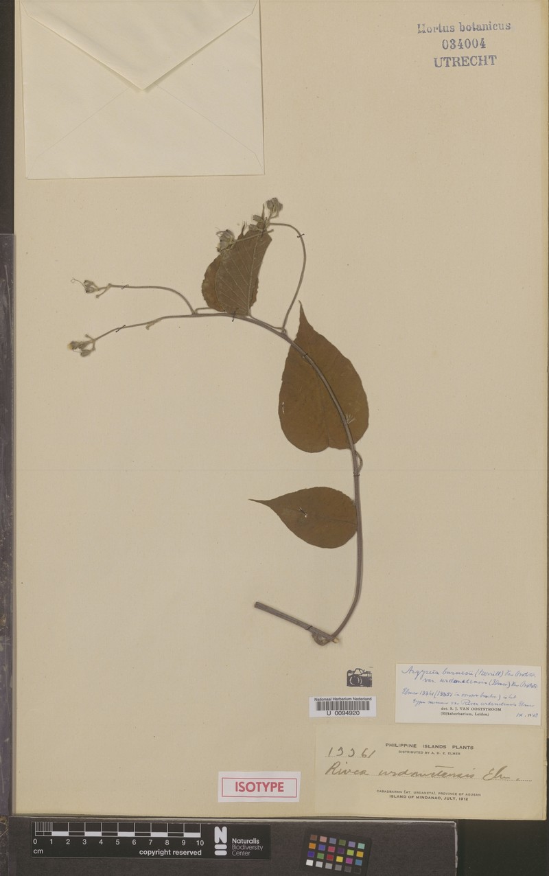 Argyreia barnesii photo 6