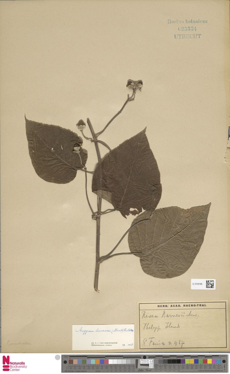 Argyreia barnesii photo 7