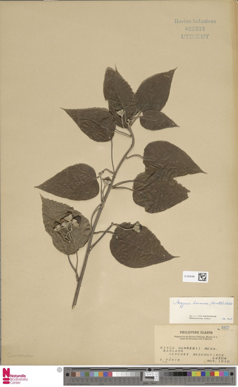 Argyreia barnesii photo 8