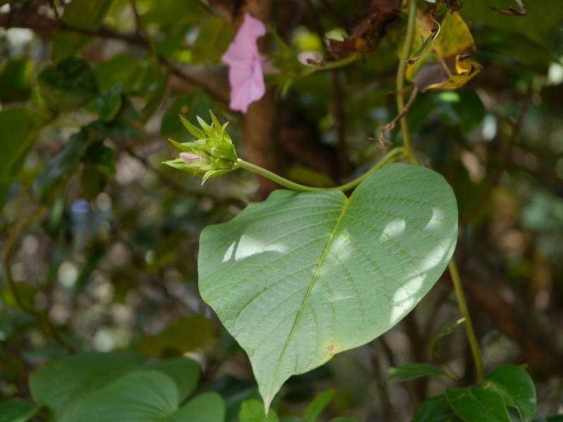 Argyreia boseana photo 4