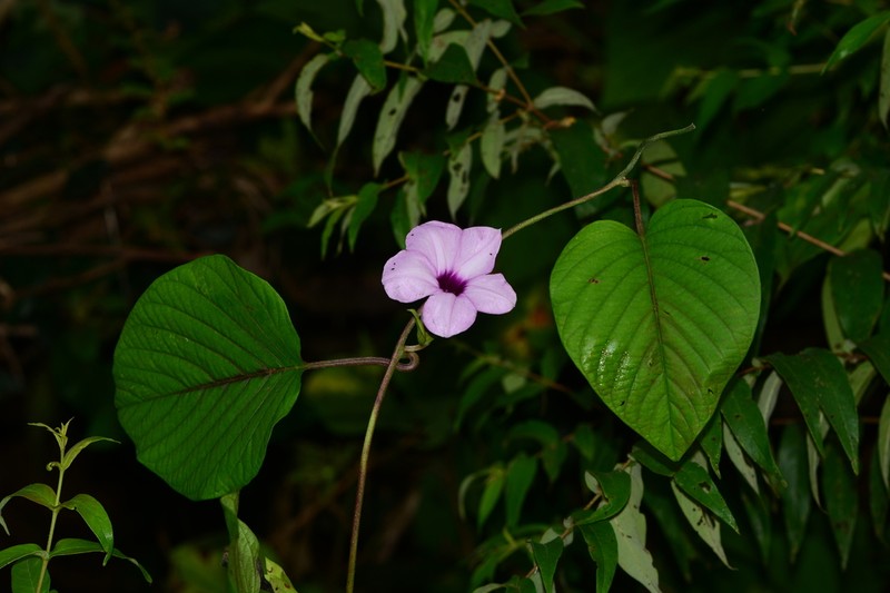 Argyreia boseana photo 5