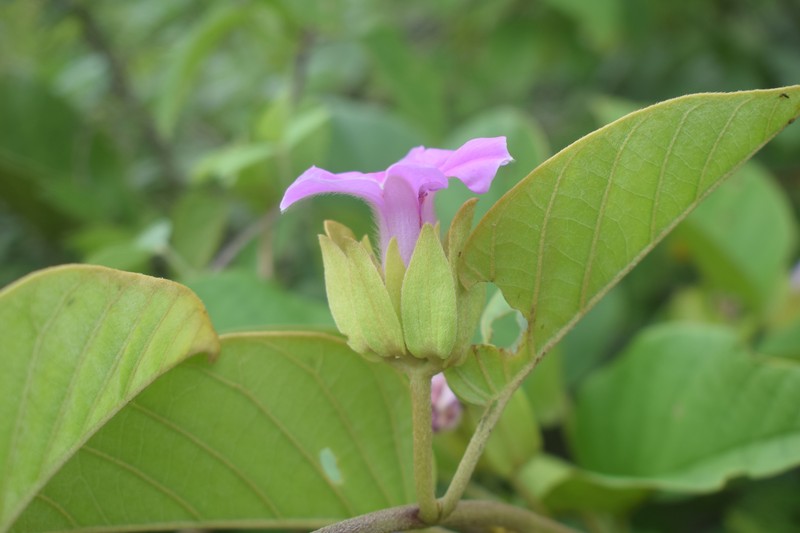 Argyreia bracteata photo 2