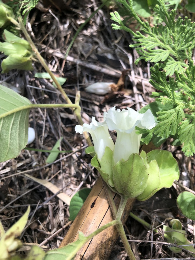 Argyreia breviscapa
