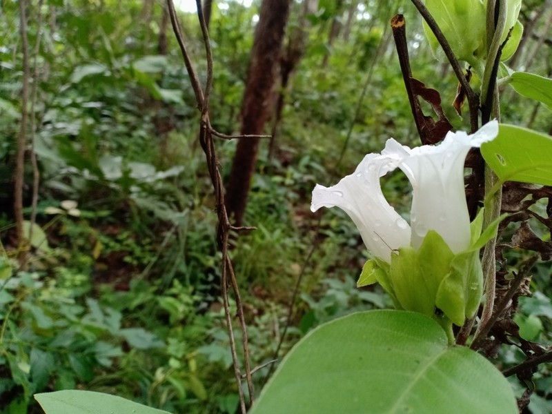 Argyreia breviscapa photo 2