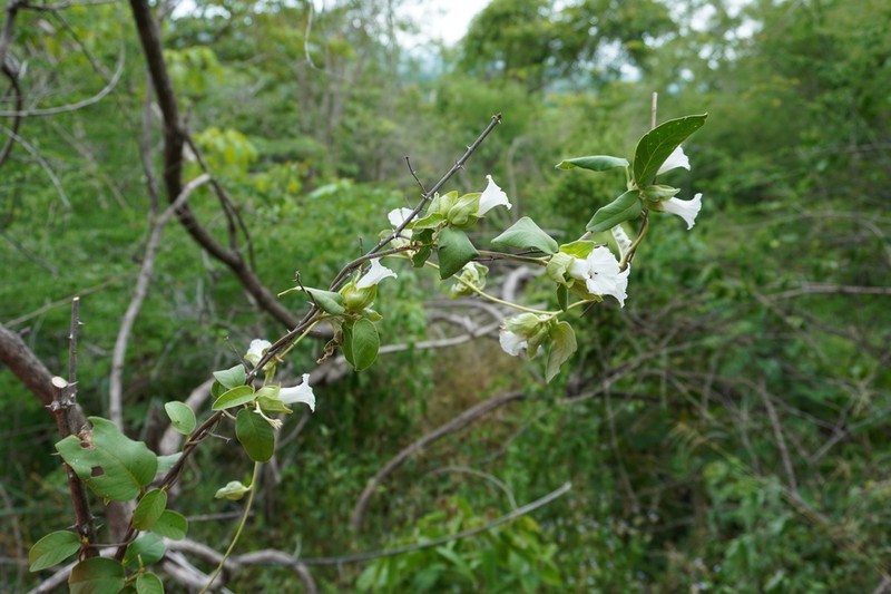 Argyreia breviscapa photo 3