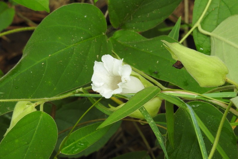 Argyreia breviscapa photo 4