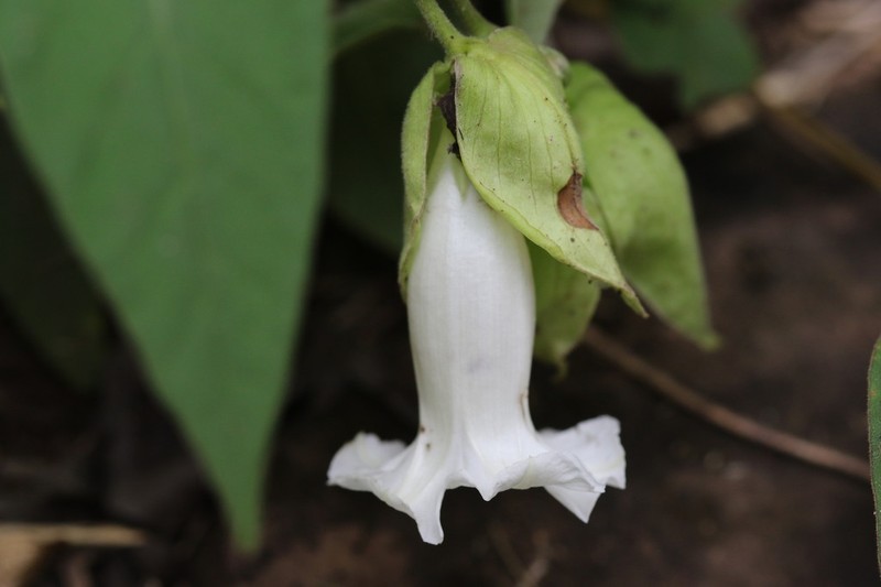 Argyreia breviscapa photo 5