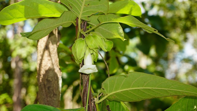 Argyreia breviscapa photo 6