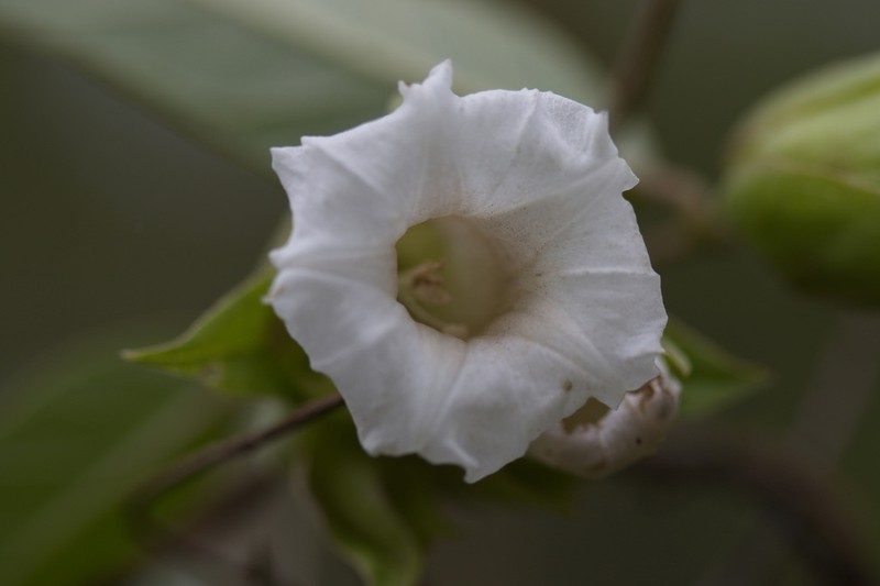 Argyreia breviscapa photo 7