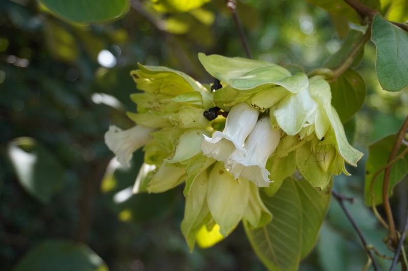 Argyreia breviscapa photo 8