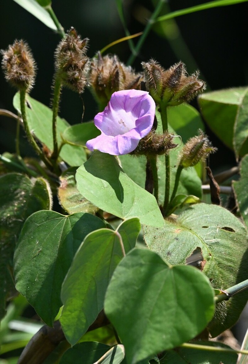 Argyreia capitiformis photo 5