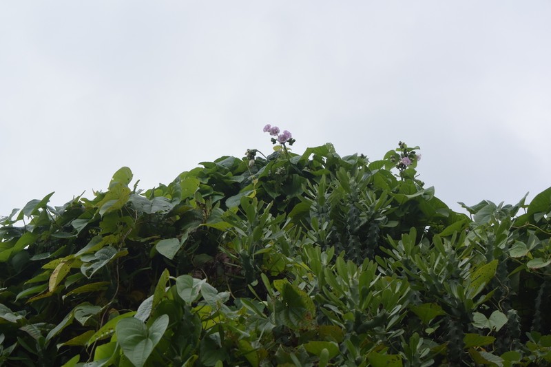 Argyreia capitiformis photo 6