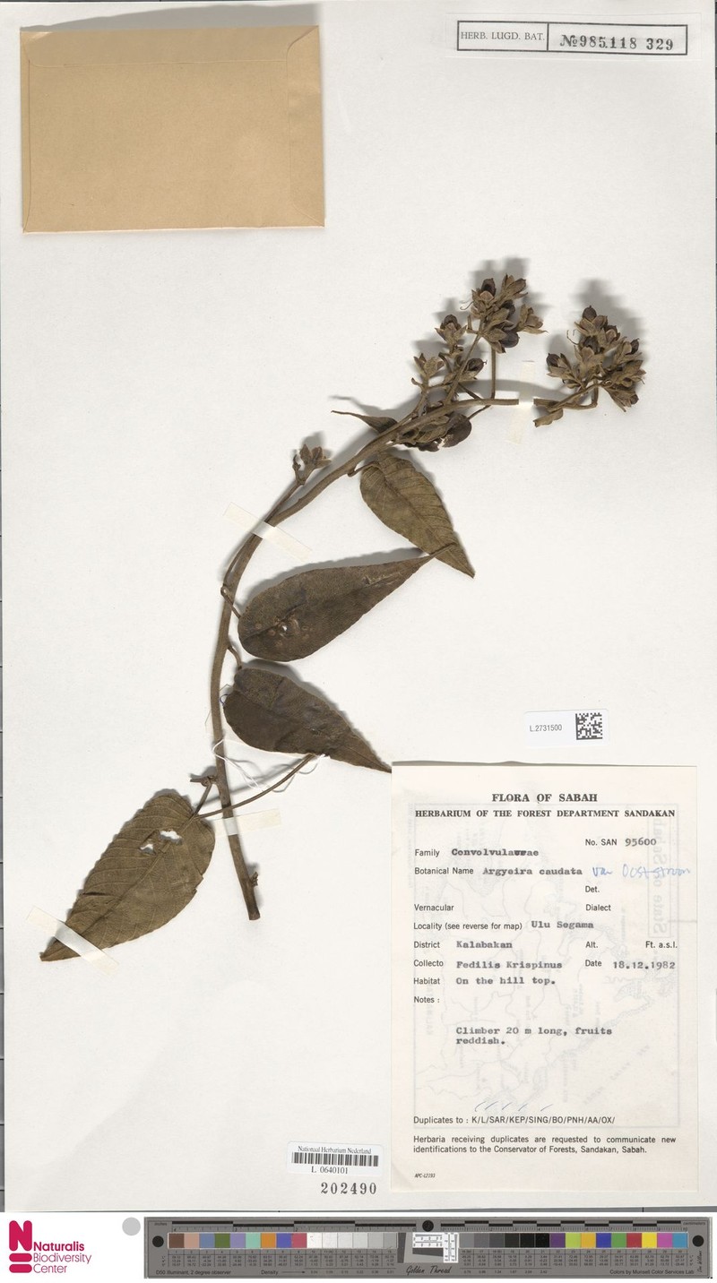 Argyreia caudata