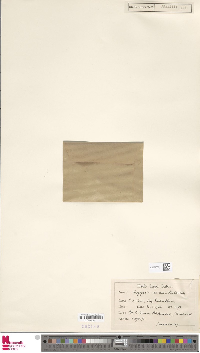 Argyreia caudata photo 2