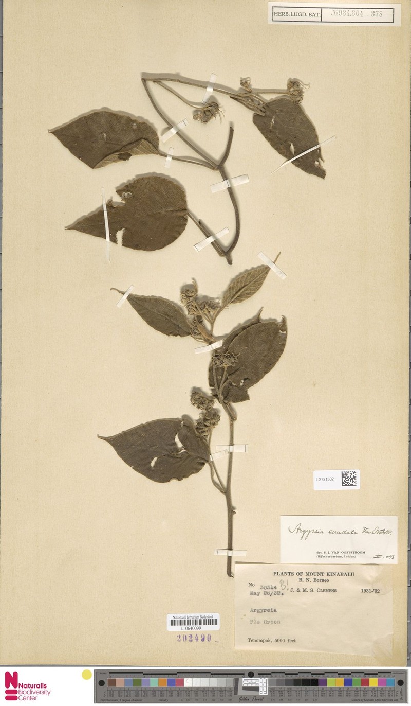 Argyreia caudata photo 3