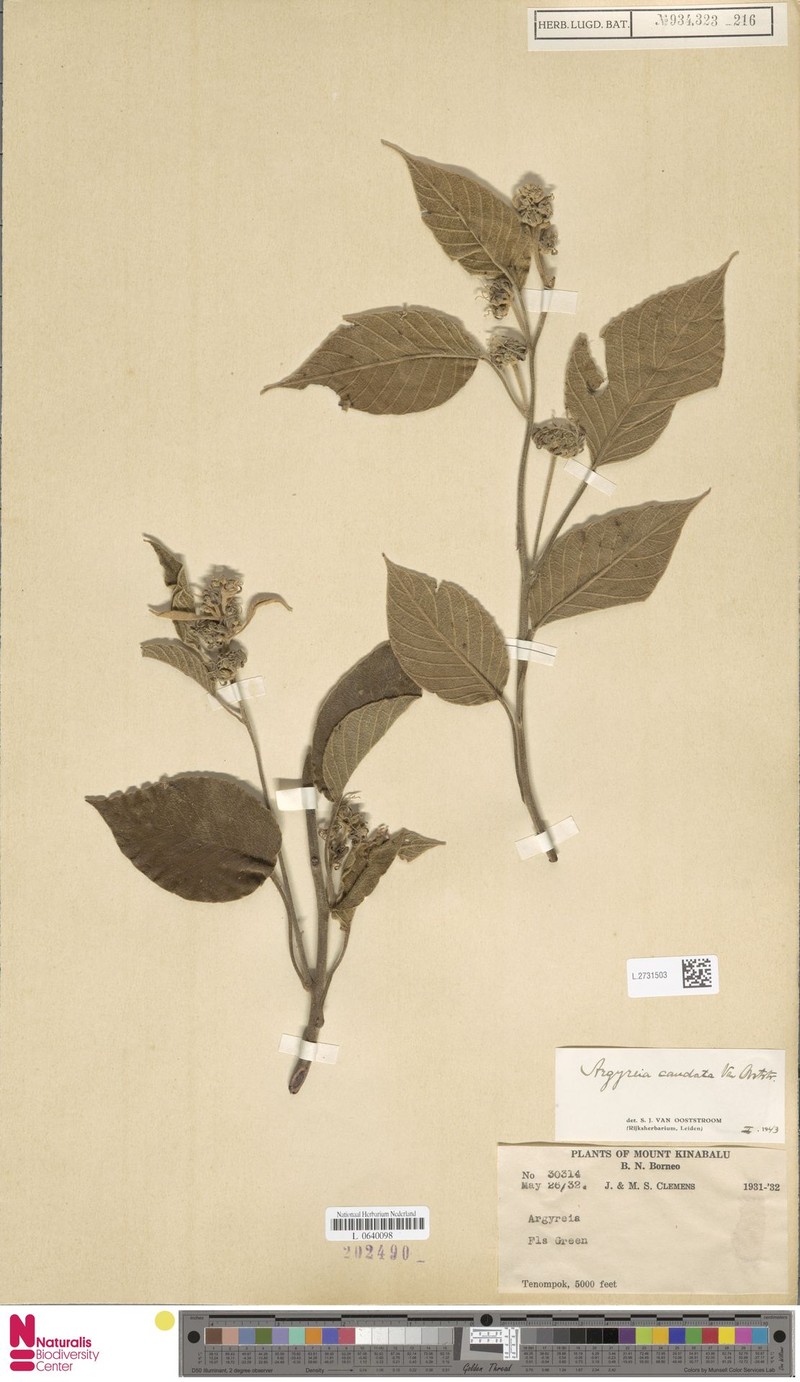 Argyreia caudata photo 4
