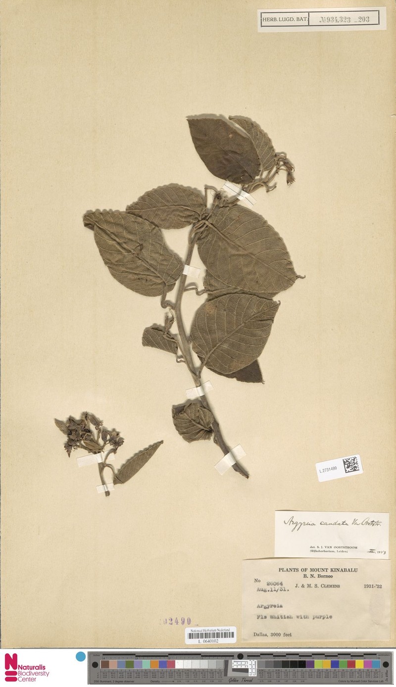 Argyreia caudata photo 5