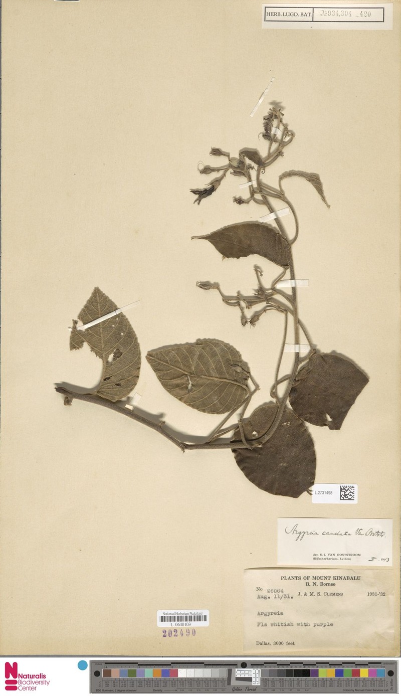 Argyreia caudata photo 6