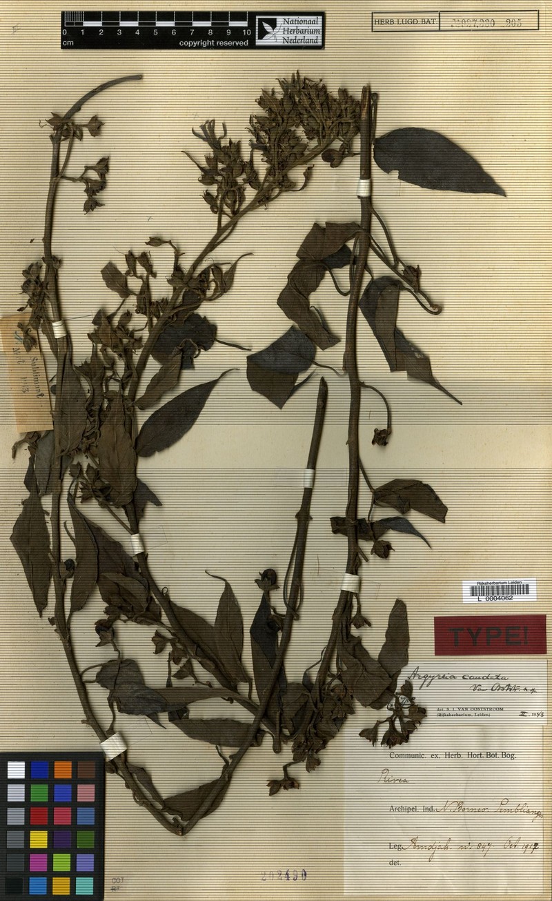 Argyreia caudata photo 7