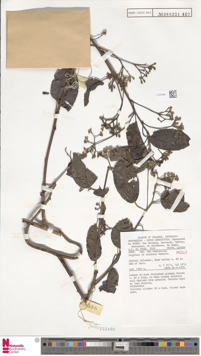 Argyreia celebica