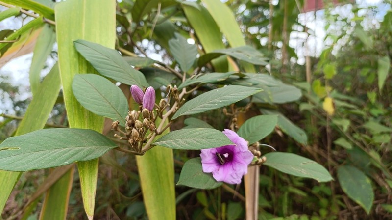 Argyreia cheliensis photo 2
