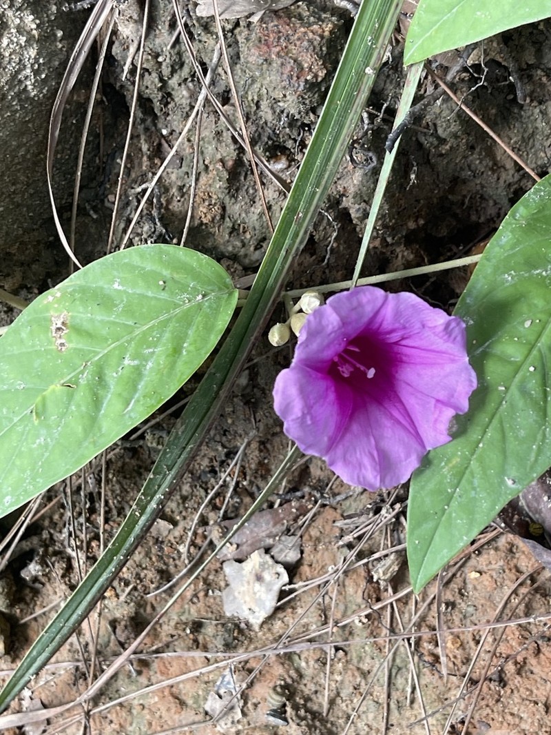 Argyreia cheliensis photo 3
