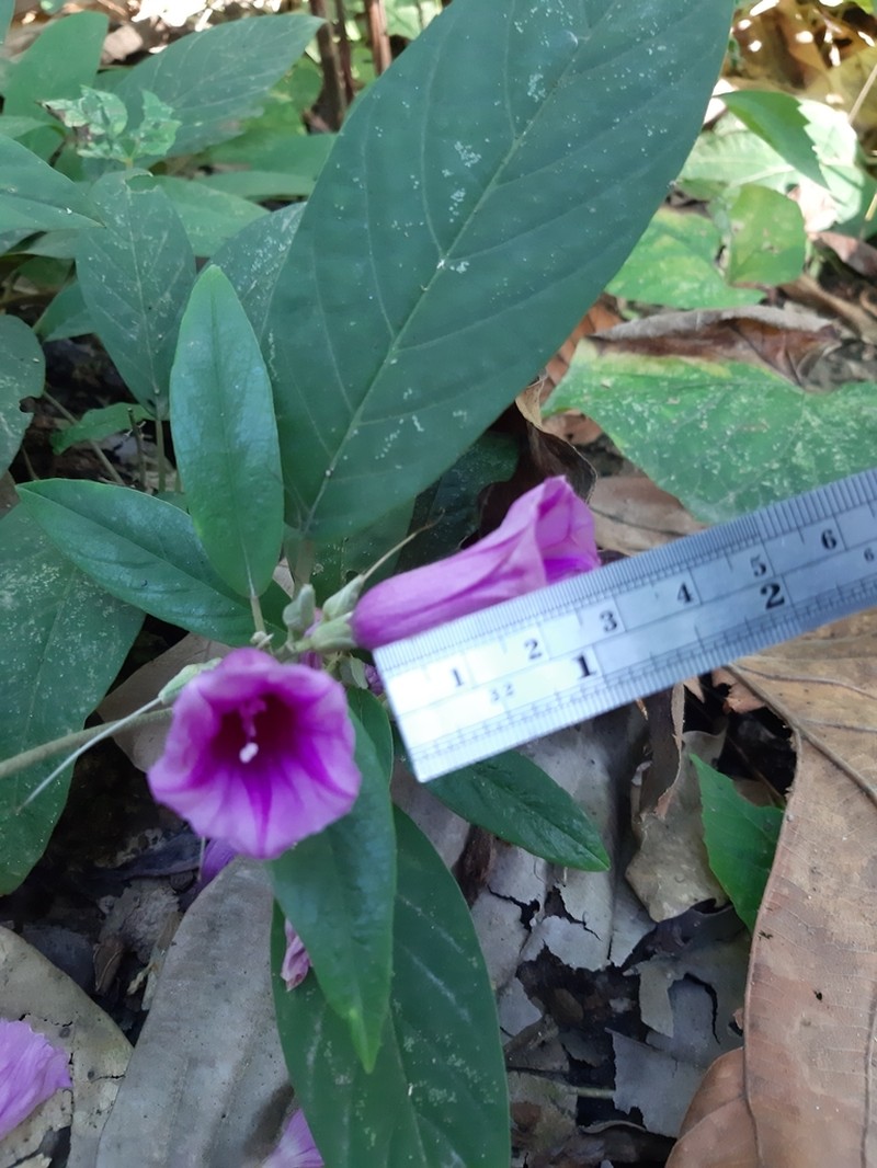 Argyreia cheliensis photo 5