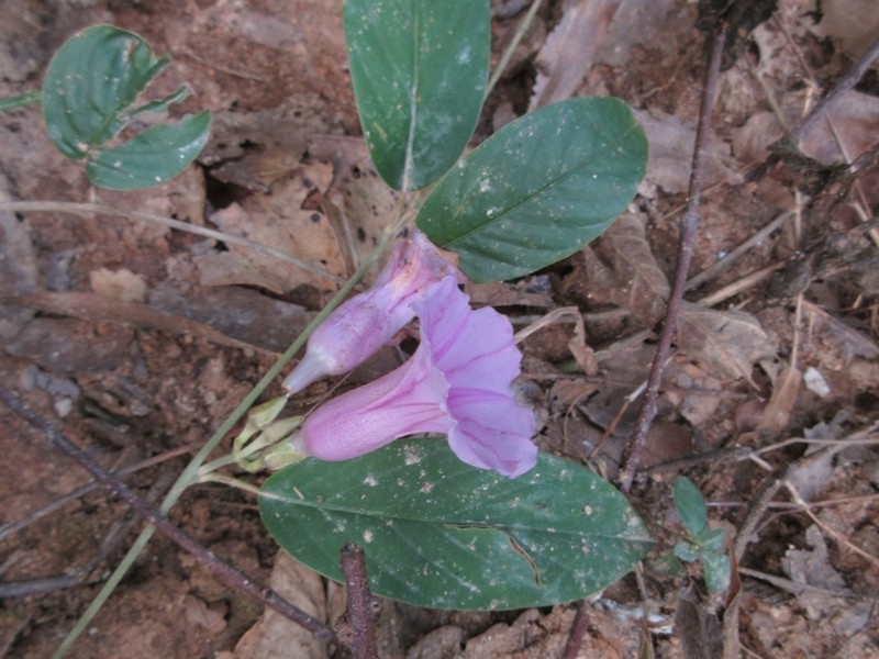 Argyreia cheliensis photo 6