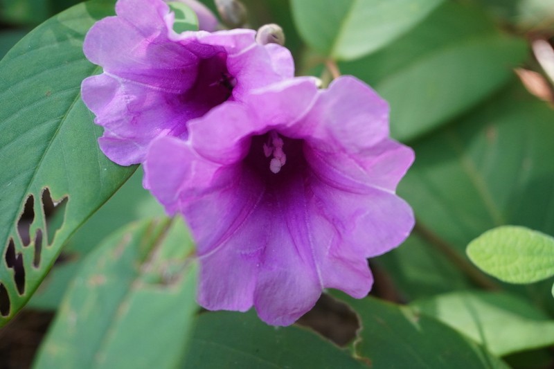 Argyreia cheliensis photo 8