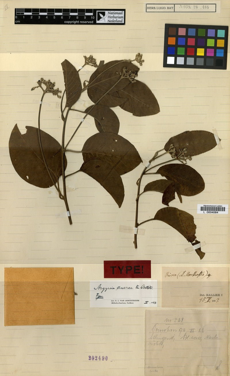 Argyreia cinerea