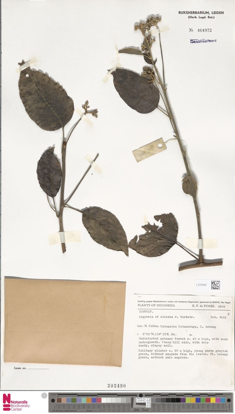 Argyreia cinerea photo 2