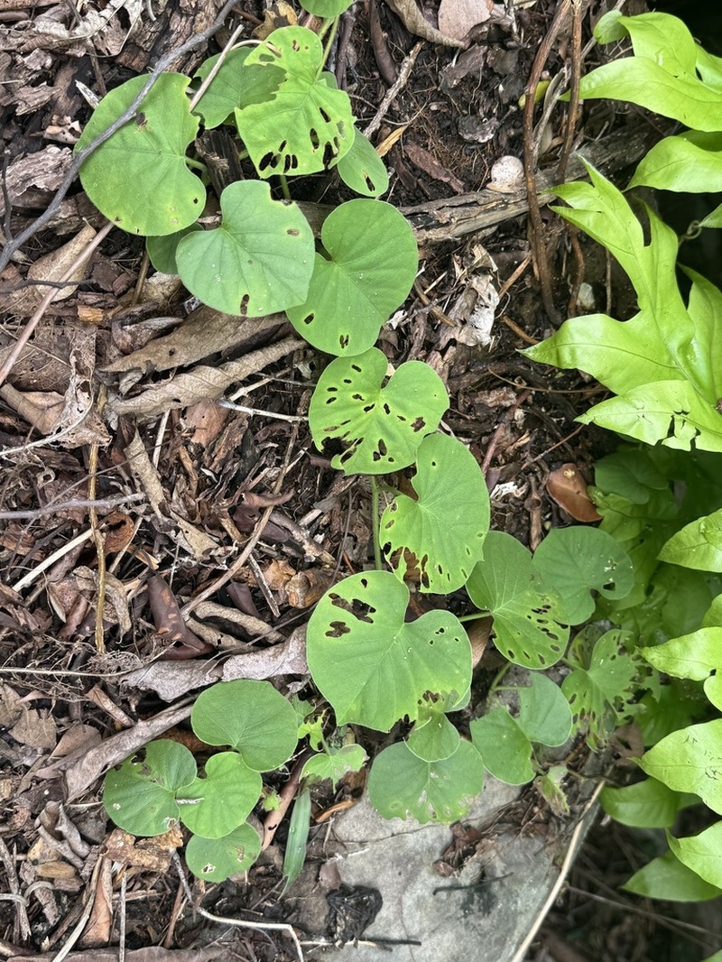 Argyreia collinsiae