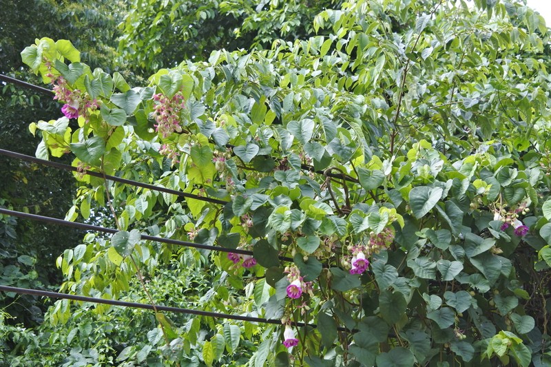 Argyreia collinsiae photo 2