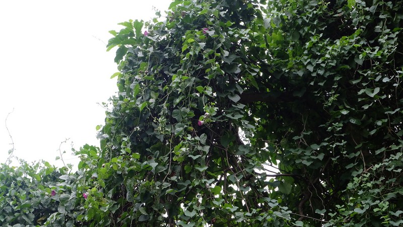 Argyreia collinsiae photo 8