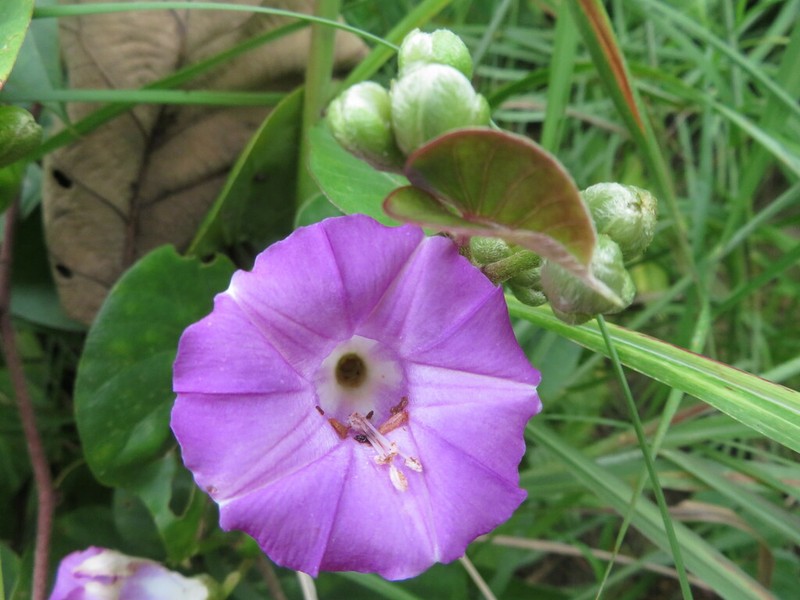 Argyreia confusa
