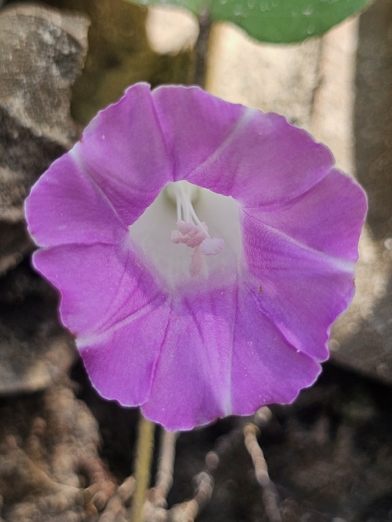 Argyreia confusa photo 2