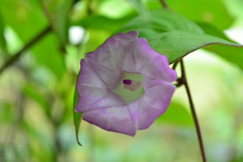 Argyreia confusa photo 3