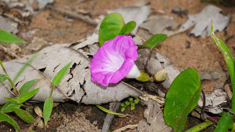 Argyreia confusa photo 4