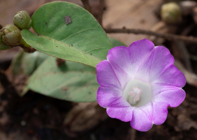 Argyreia confusa photo 6