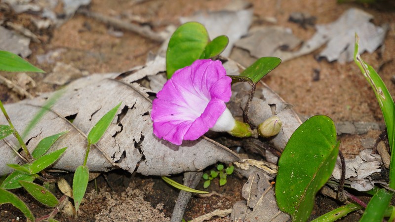 Argyreia confusa photo 7