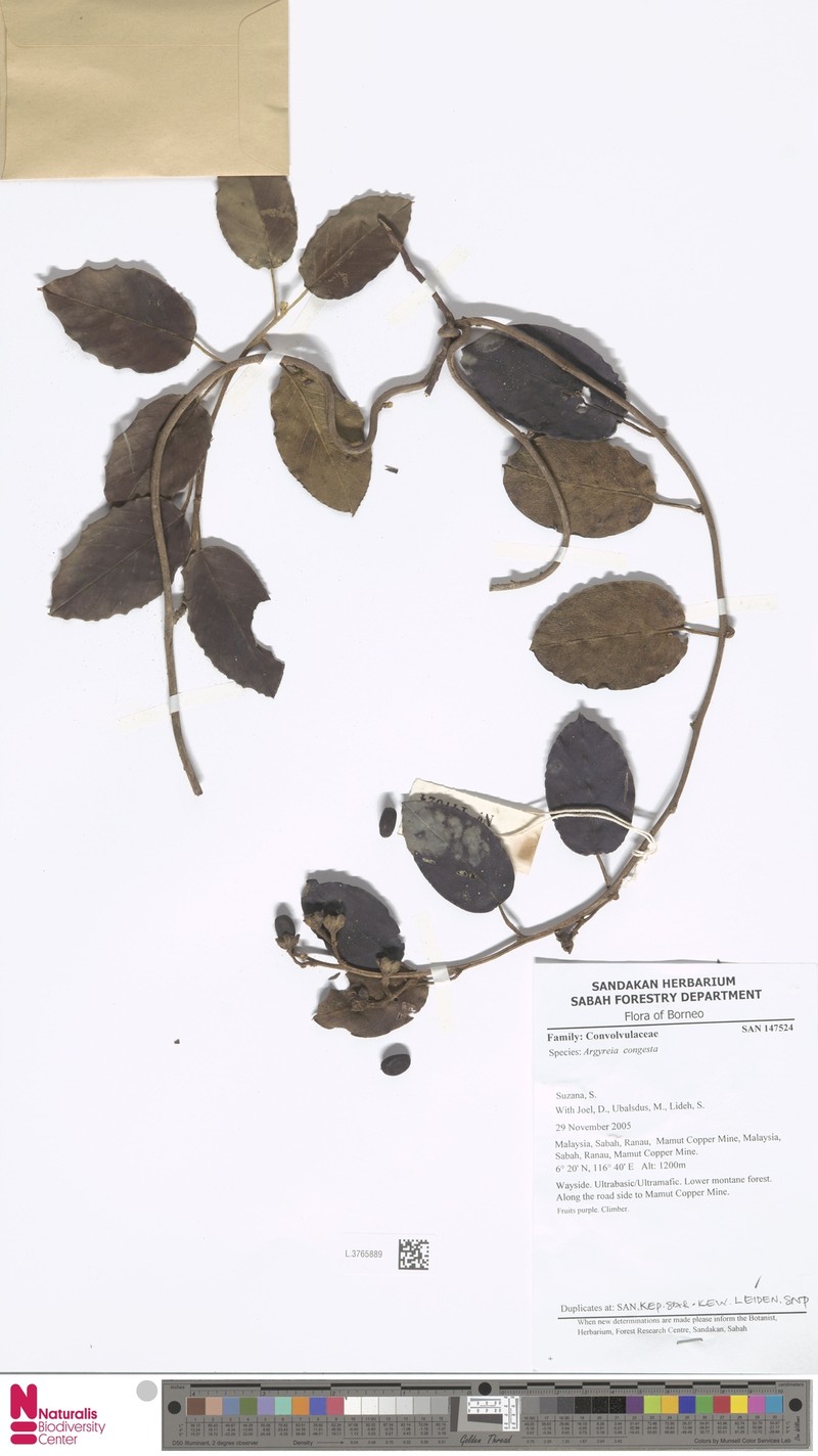 Argyreia congesta