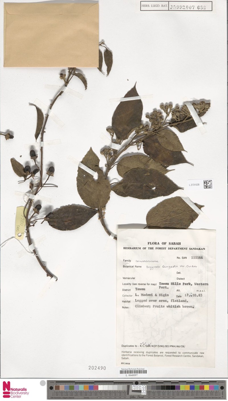 Argyreia congesta photo 2