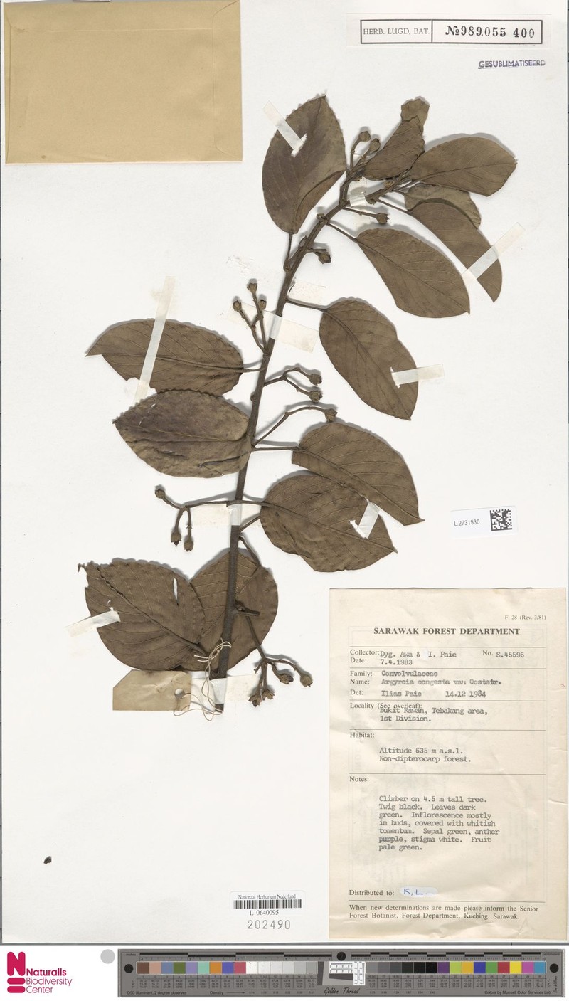 Argyreia congesta photo 3