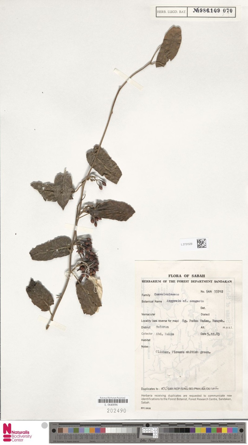 Argyreia congesta photo 4