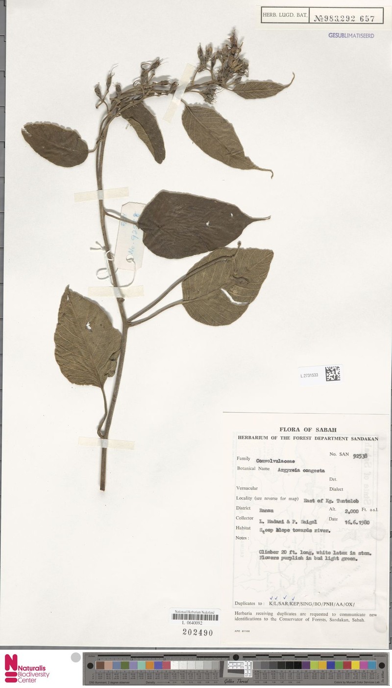 Argyreia congesta photo 5