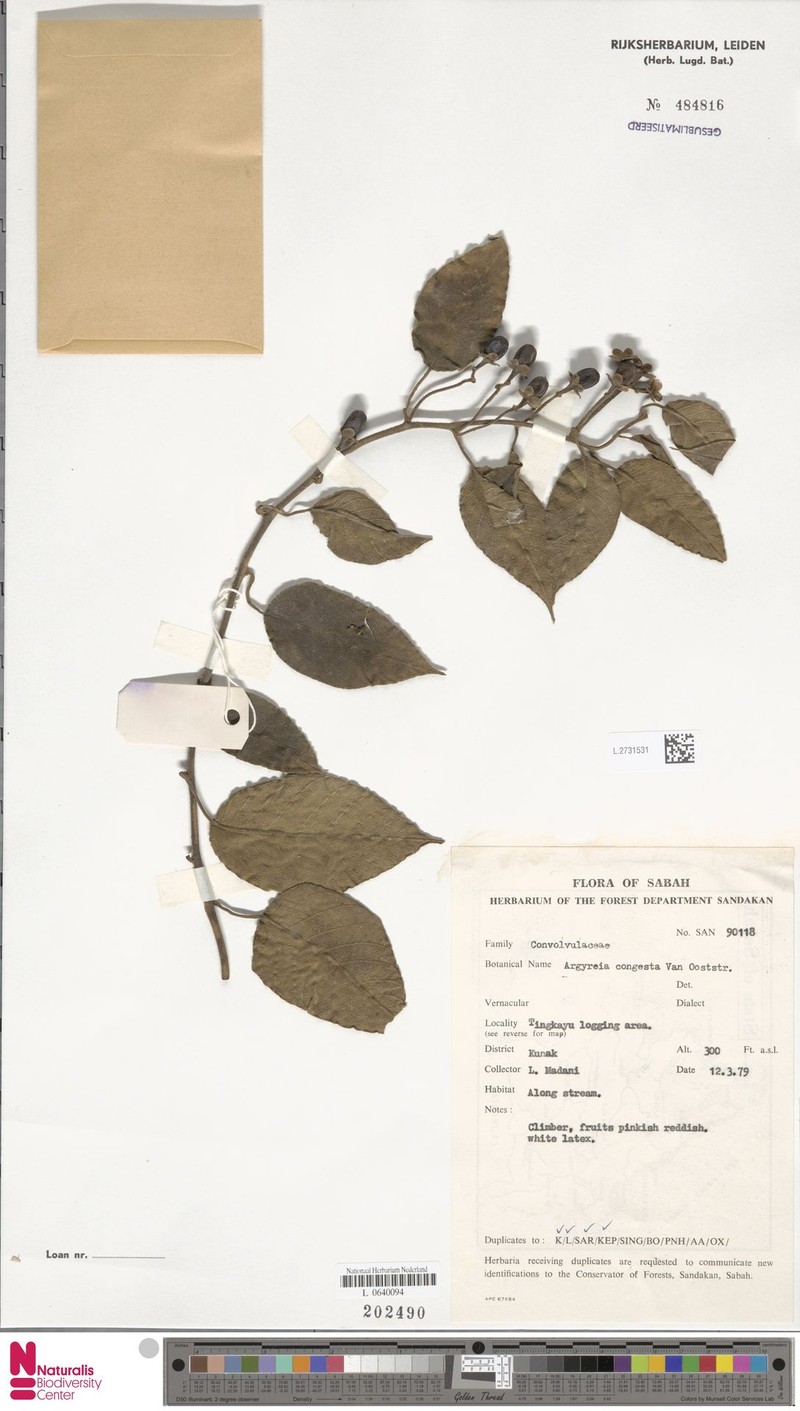 Argyreia congesta photo 6